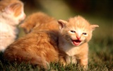 HD fotografía de fondo lindo gatito #17