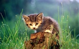HD fotografía de fondo lindo gatito #28