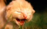 HD fotografía de fondo lindo gatito #29