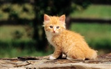 HD fotografía de fondo lindo gatito #31