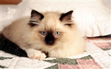 HD fotografía de fondo lindo gatito #33
