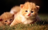 HD fotografía de fondo lindo gatito #35