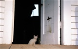 HD fotografía de fondo lindo gatito #36