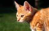 HD fotografía de fondo lindo gatito #37