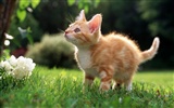 HD fotografía de fondo lindo gatito #39