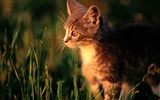 HD fotografía de fondo lindo gatito #40