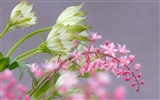 fleurs d'écran HD en pleine floraison #17