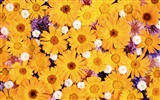 Umgeben von herrlichen Blumen Wallpaper #4