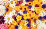 Surrounded by stunning flowers wallpaper #10