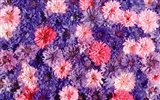 Obklopen ohromující květiny tapety #15