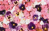 Umgeben von herrlichen Blumen Wallpaper #19