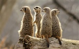 Kouzelný Tapety Svět zvířat #2