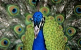 Kouzelný Tapety Svět zvířat #12