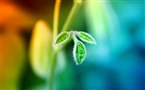 Widescreen HD wallpapers plantes