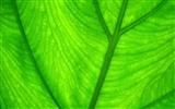 HD Widescreen Wallpaper Pflanzen #5