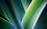 HD Widescreen Wallpaper Pflanzen #12