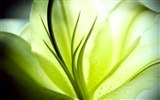 HD Widescreen Wallpaper Pflanzen #15