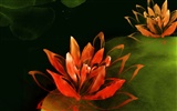 Fondos de pantalla de tinta exquisita flor #40
