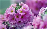Osobní Květiny HD Tapety na plochu #21014