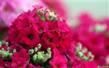 Osobní Květiny HD Tapety na plochu #27
