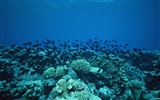 Fondo de pantalla azul profundo Mundial de Actividades Subacuáticas #12