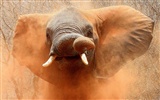 National Geographic Wallpapers articles animaux (2) #9
