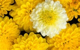 Květiny close-up (7) #12