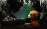 National Geographic Wallpapers articles animale (3) #12