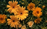 Květiny close-up (10) #17
