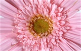 Květiny close-up (11) #2
