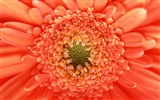 Květiny close-up (11) #5