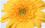 Květiny close-up (11) #6