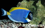 barevné tropické ryby wallpaper alba #14