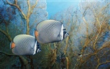 barevné tropické ryby wallpaper alba #17