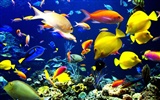 barevné tropické ryby wallpaper alba #23