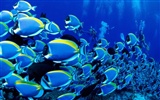 barevné tropické ryby wallpaper alba #25