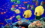 barevné tropické ryby wallpaper alba #27