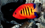 Цветной альбомы тропических рыб обои #1