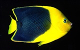 barevné tropické ryby wallpaper alba #2