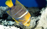 Цветной альбомы тропических рыб обои #4