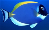 barevné tropické ryby wallpaper alba #5
