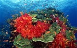 Цветной альбомы тропических рыб обои #7