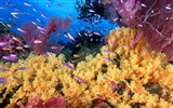 Цветной альбомы тропических рыб обои #8