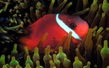 barevné tropické ryby wallpaper alba #10