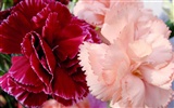 Mother's Day of the carnation wallpaper albums #28