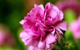Mother's Day of the carnation wallpaper albums #34