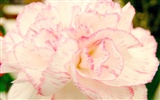 Mother's Day of the carnation wallpaper albums #36