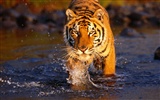 Tiger Wallpaper Foto (2)