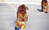 Tiger Photo Wallpaper (2) #3