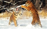 Tiger Wallpaper Foto (2) #4